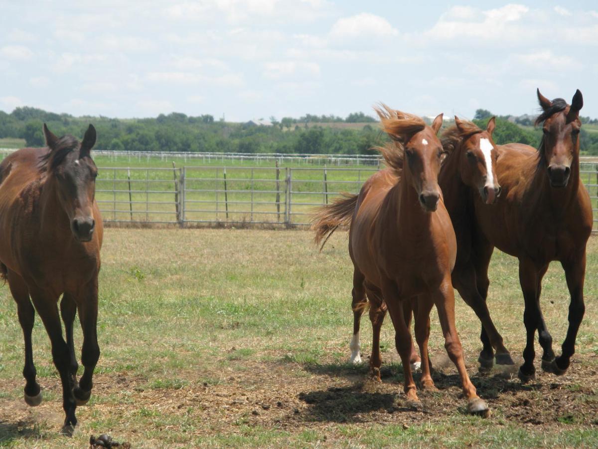 Agriturismo Monsereno Horses Imbersago Exterior foto